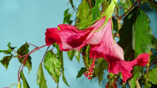 Pink Hibiscus Opens Big Flower in Time Lapse on a Green Variegated Leaves. Blooming Red Plant