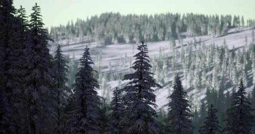Winter Pine Forest Landscape with Fresh Snow