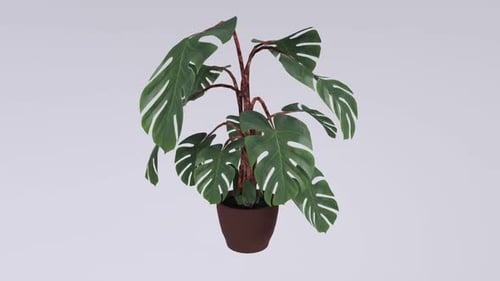 Potted Flower 3d object rotating loop