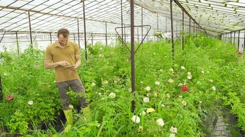 Man Using Tablet in Greenhouse with Flowers