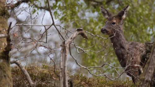 Deer looks around and then looks into camera in forest landscape, static mid shot