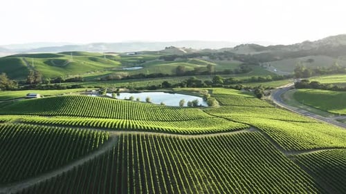 Vignobles aériens cultivant des raisins pour le vin rouge. Des collines verdoyantes.