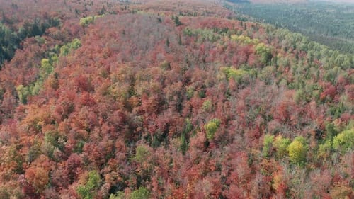 Aerial flyover autumn forest foliage. Vibrant red orange and yellow seasonal colors