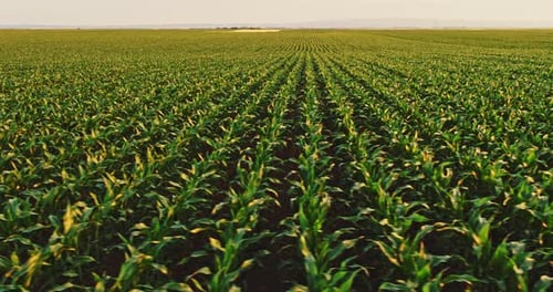 Eine Luftaufnahme des Maisfeldes, das im Frühling reift, Agrarlandschaft