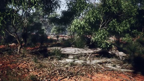 Australian Outback with Trees and Yellow Sand
