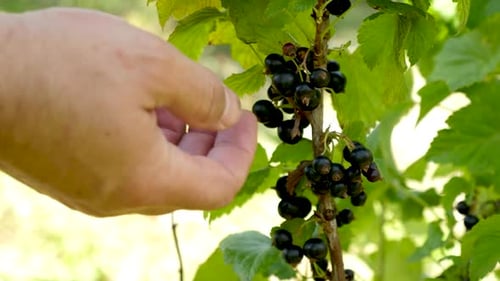 Picking Fresh Black Currants in a Sunny Garden