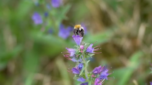 Bee Collecting Pollen from a Purple Flower
