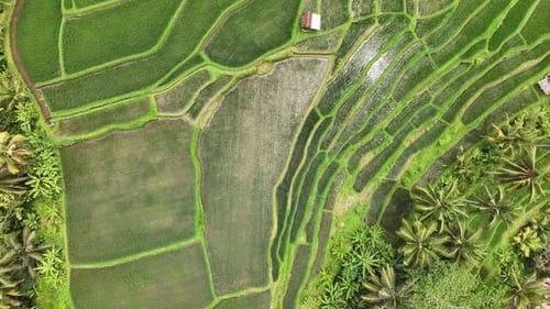 Aerial view of rice terraces in Bali, Indonesia