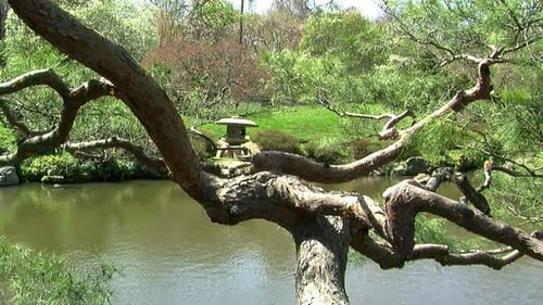 Niwaki style pine tree branches frame a view of a Japanese stone lantern (toro) across a pond.