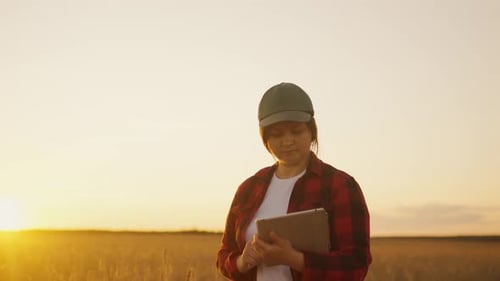 An Agronomist with a Tablet Walks Through a Mature Wheat Field at Sunset