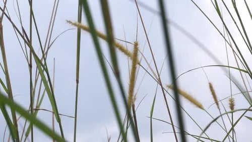 green grass in the wind, low angle