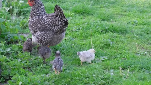 Little Chicks with Bright Plumage and a Mother Hen are Walking Around the Farm