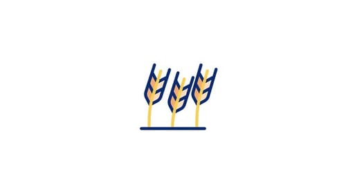 Modern Wheat Stalks Agriculture Icon Animation
