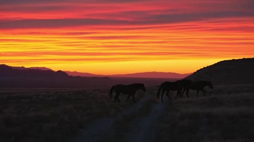 Wild horses silhouetted against a vibrant sunset in the Utah desert
