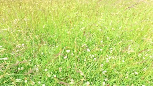 Lush green meadow of grasses and clover
