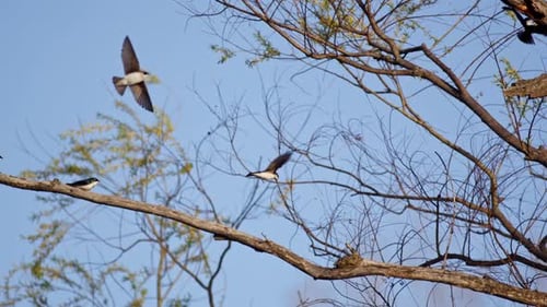 Super slow-mo captures the elegance of purple martins flying in the spring sun.