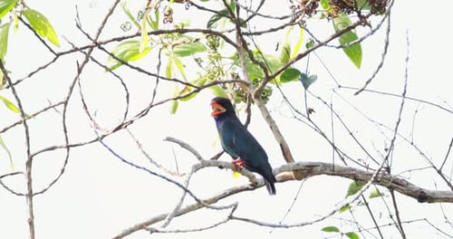 Bird Perched on Tree Branch Sparse Leaves Bright Sky Oriental