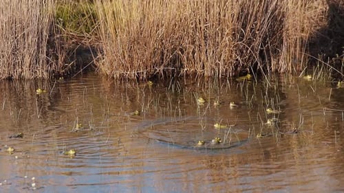 Viele Grasfrösche springen im Sumpf durch trockene Grasvegetation ins Wasser, tragbar