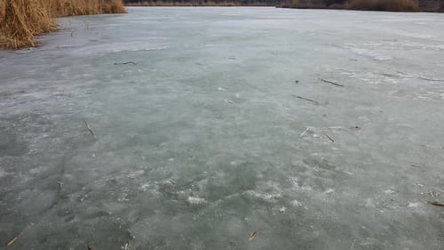 Frozen Lake Surface With Dry Reeds And Distant Trees In Winter