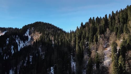 Beautiful Coniferous Forest in the Mountains Beautiful Snowcapped Peaks