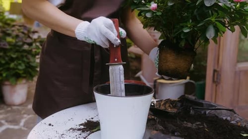 Unknown Human Placing Plant with Pink Blooming in Pot