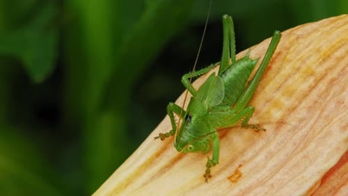 Common Grasshopper Sitting On Yellow Petal. Omocestus Viridulus. close up