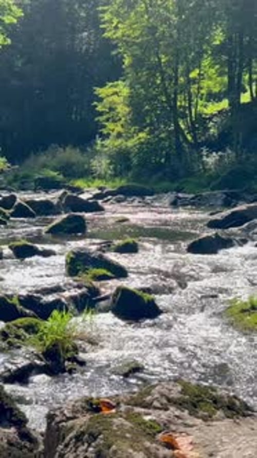 River Flow in the Mountains Landscape with a Mountain River in the Forest Vertical Video
