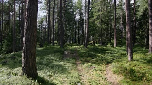 Beautiful Pine Forest Landscape with Tall Trees Natural