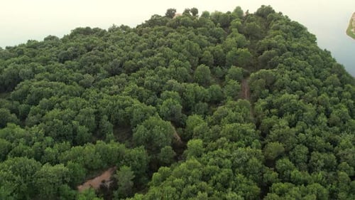 Aerial Forest and Lake