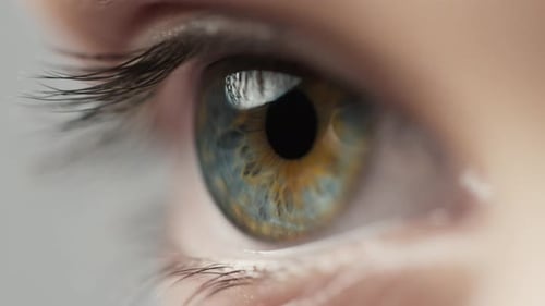 Menschliche Augenöffnung mit wunderschöner blaubrauner Iris, die nach vorne schaut, Makroaufnahme