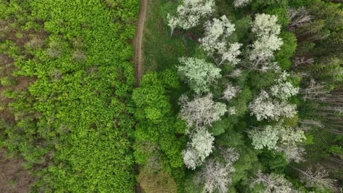 Une perspective aérienne capture le contraste saisonnier entre les arbres blancs en fleurs et le vert éclatant