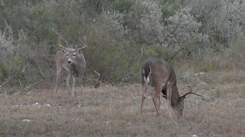 two whitetail bucks feeding in Texas