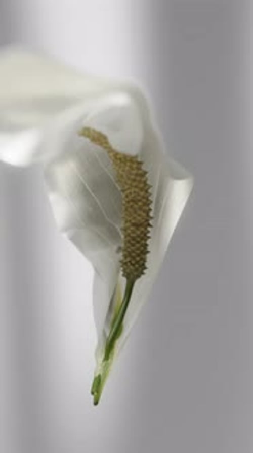Blooming Peace Lily Flower Opening and Closing Time-lapse