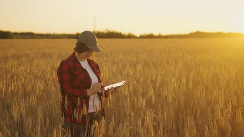 A Young Farmer Stands in a Wheat Field at Sunset Working with a Tablet