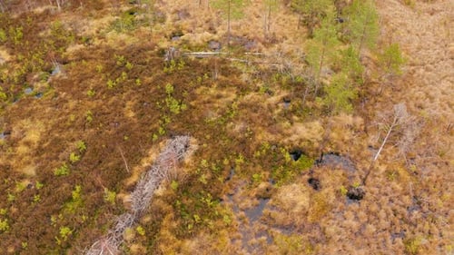 Swamp in Autumn Landscape Aerial View Belarus Europe