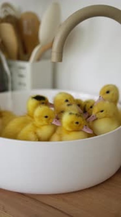 Concept de groupe de canetons jaunes duveteux et poussins jaunes