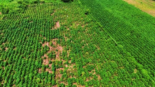 Das Luftvideo fängt das riesige grüne Ackerfeld ein und zeigt Reihen von Feldfrüchten und einen klaren Himmel