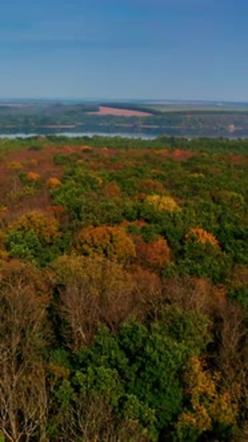 Forest at fall on river background. Flying over colorful trees in autumn season.