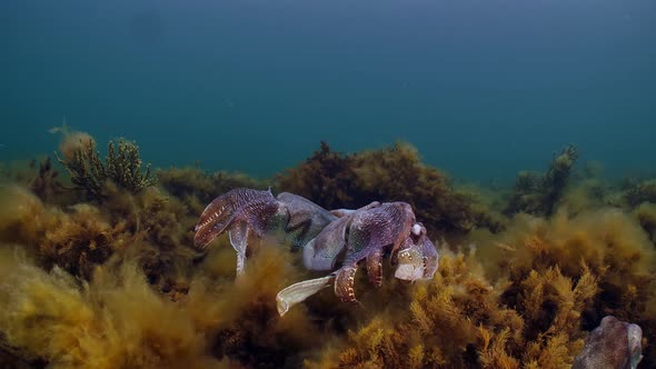 Giant Australian Cuttlefish Sepia apama Migration Whyalla South ...