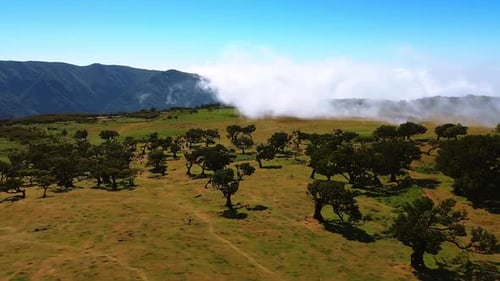 Crooked low trees grow in the meadow located on the top of the mountain.