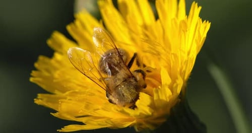 Honey Bee Pollinating Yellow Flower in Close Up
