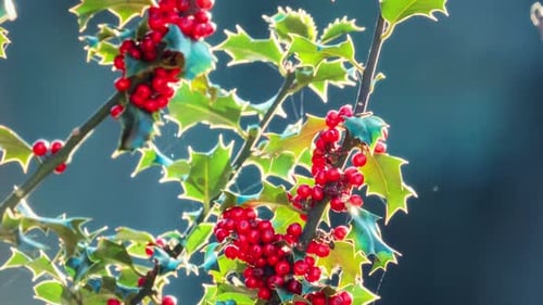 Scène hivernale rétro-éclairée montrant des baies de houx rouge vif et des feuilles vertes brillantes. Thème de Noël