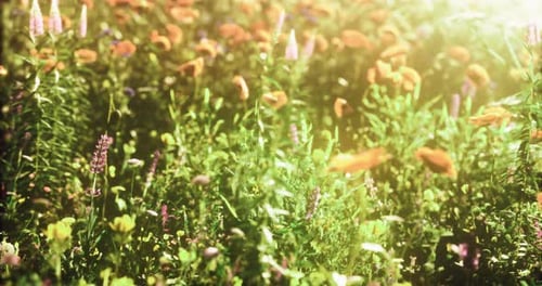 Colorful Wildflower Field in Sunshine During Warm Summer Afternoon