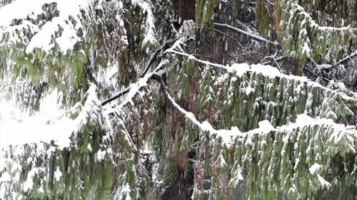 Primer plano de la tormenta de nieve, copos blancos sobre un fondo verde