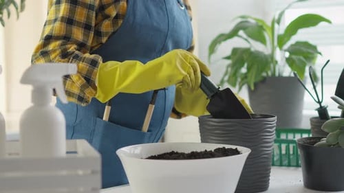Person Gardening Indoors, Potting a Houseplant