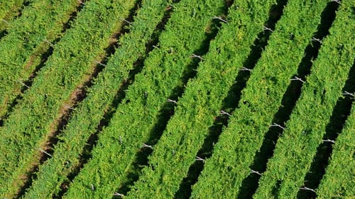 Camera moving forward over rows of grapevines