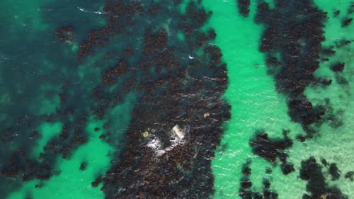Rugged dark reef in cyan green water Cape Town bay - aerial top down slow motion