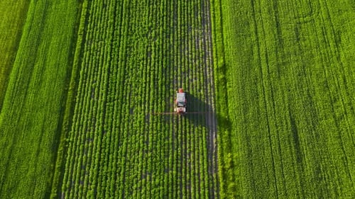 Tractor Sprays Fertilizer on Agricultural Plants on the Rapeseed Field Top View