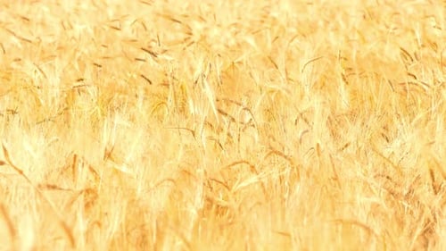 Wheat Field