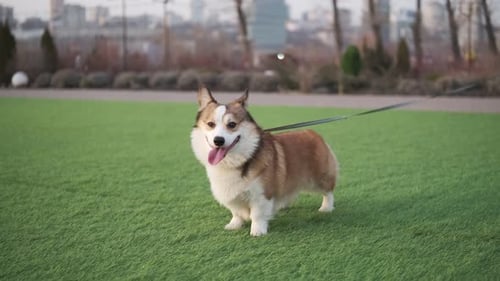 Pembroke Welsh Corgi on a leash standing on artificial grass in a public urban park. The dog looks a